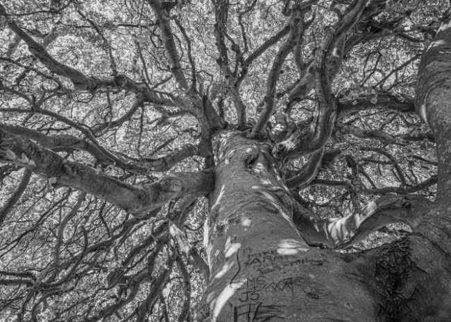 Stephan Delaney - The Weeping Branch Tree (photograph 30" x 20" x 1" $400)