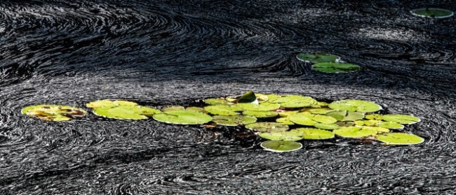 Stephen Delaney - Lily Pads (photograph 14" x 20" x 2" $425)